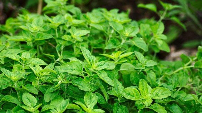 Oregano bisa ditanam di rumah dengan perawatan yang mudah.