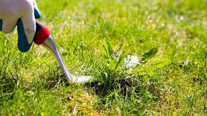 Pangkas berbagai gulma dan rumput liar di sekitar rumah untuk hindari ular masuk ke halaman.