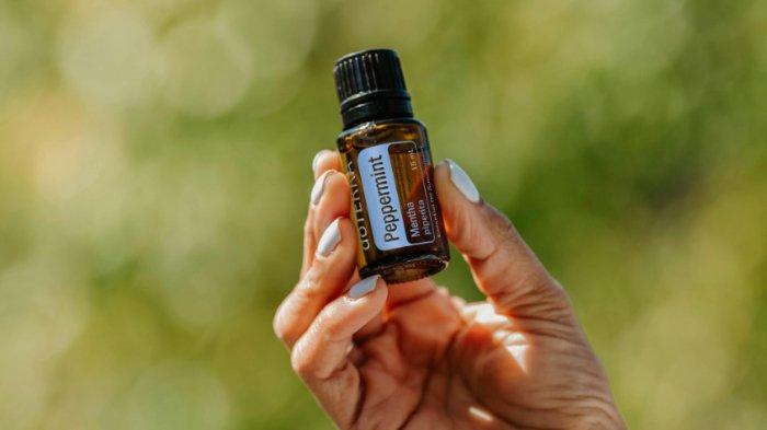 Minyak peppermint yang bisa digunakan untuk mengusir lalat