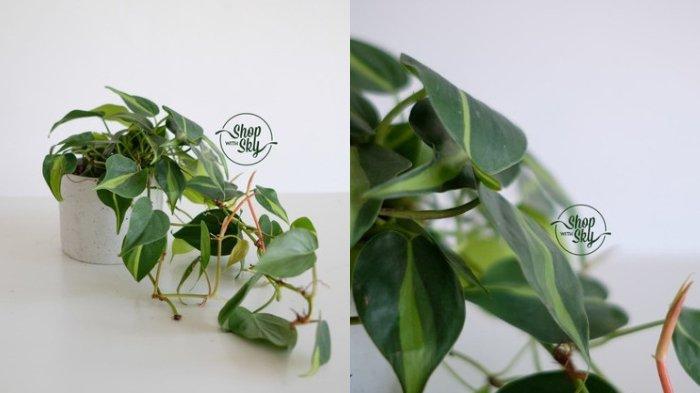 Heart-Leaf Philodendron 'Brasil' / Philodendron Hederaceum