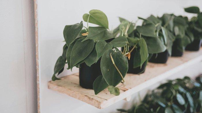 Philodendron salah satu tanaman hias yang sesuai diletakkan di dapur
