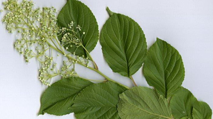 Pohon Anggur Dewa Petir