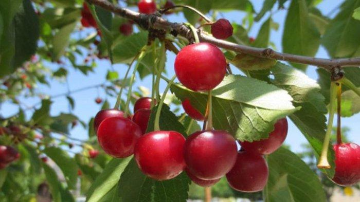 Daun dan buah kersen memiliki manfaat yang hampir sama.