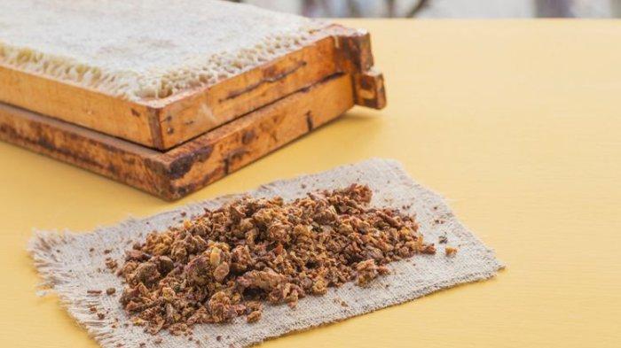 Propolis ternyata punya kandungan nutrisi yang baik untuk kesehatan.