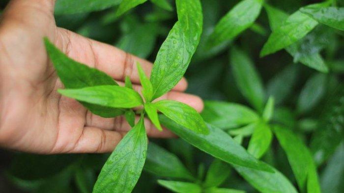 Daun sambiloto bisa menjadi salah satu bahan alami yang dapat menurunkan demam.
