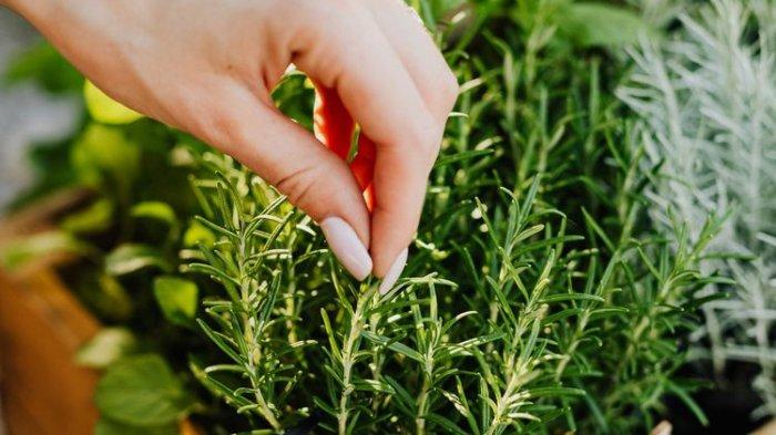 Rosemary menjadi tanaman herbal yang cocok ditanam di rumah.