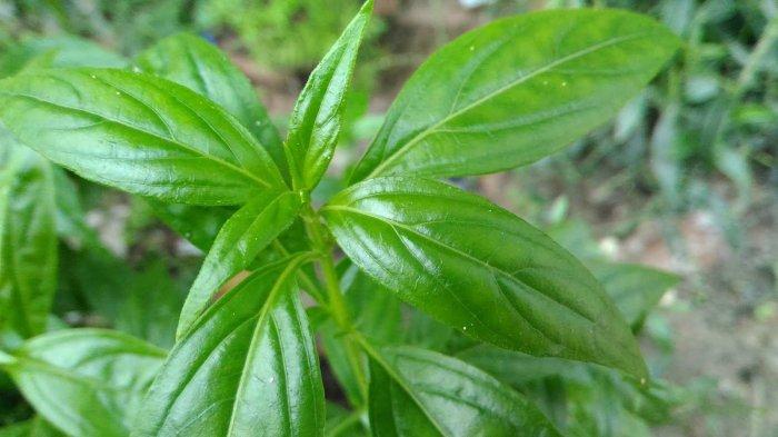 Daun sambiloto jadi obat alami mengatasi asam urat.