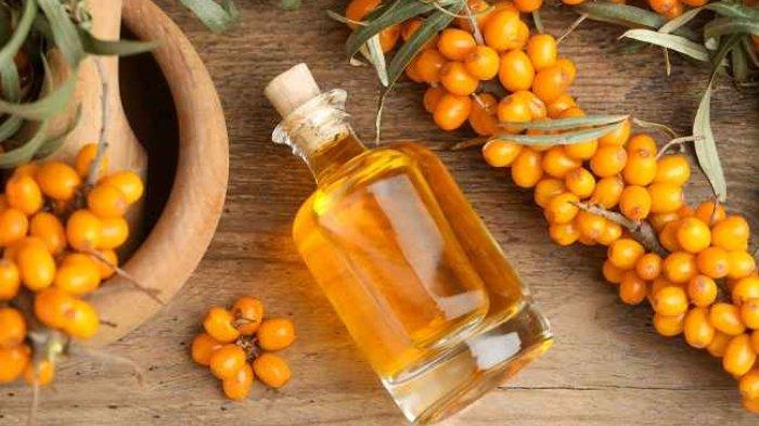Ilustrasi tanaman sea buckthorn dan sea buckthorn oil.