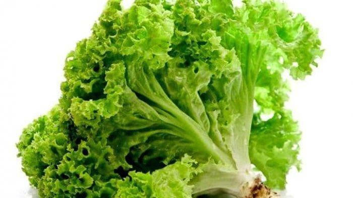 Pastikan pisahkan daun dan batang saat akan disimpan.