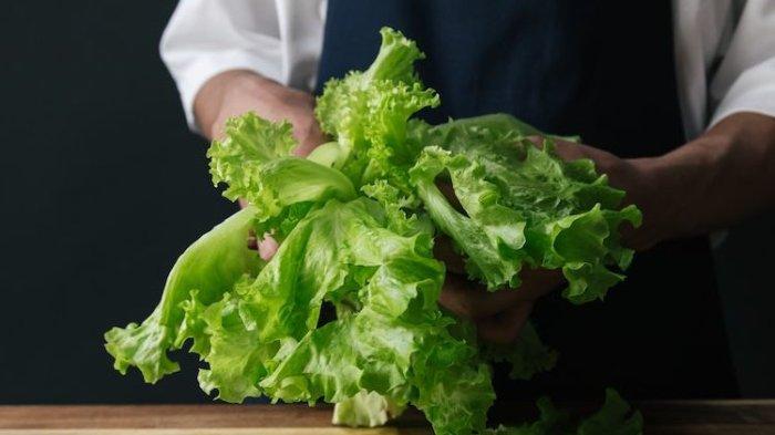 Pastikan selada tidak dalam kondisi basah saat akan disimpan di dalam kulkas.