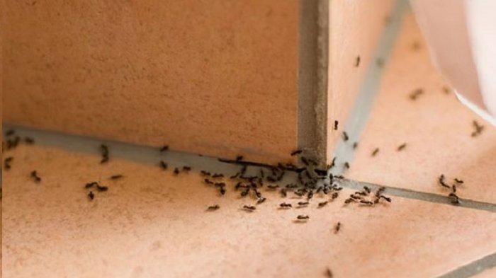 Hampir setiap rumah pasti ada semut, apalagi jika ada makanan atau minuman manis yang tercecer sembarangan.