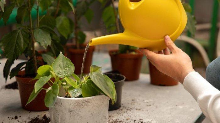 Ilustrasi tanaman indoor yang dirawat dengan tepat.