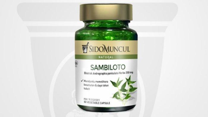 SIDOMUNCUL Natural Ekstrak Daun Sambiloto