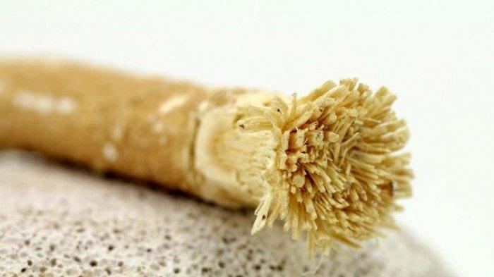 Siwak jadi bahan alami untuk membersihkan dan memutihkan gigi.