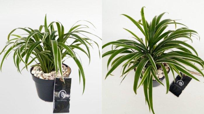 SPIDER PLANT LILY PARIS