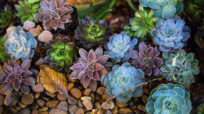 Succulent plant adalah tanaman hias yang cocok ditaruh di dapur