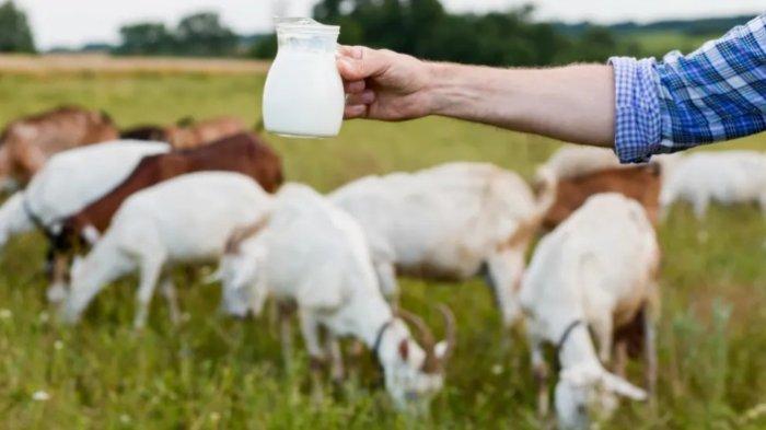 Susu kambing etawa mengandung banyak nutrisi penting yang baik untuk tubuh.