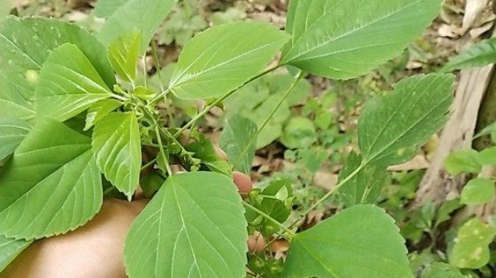 Tanaman Cakar Kucing