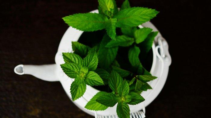 Ilustrasi tanaman mint yang bisa menjadi dekorasi dapur sekaligus usir cicak.