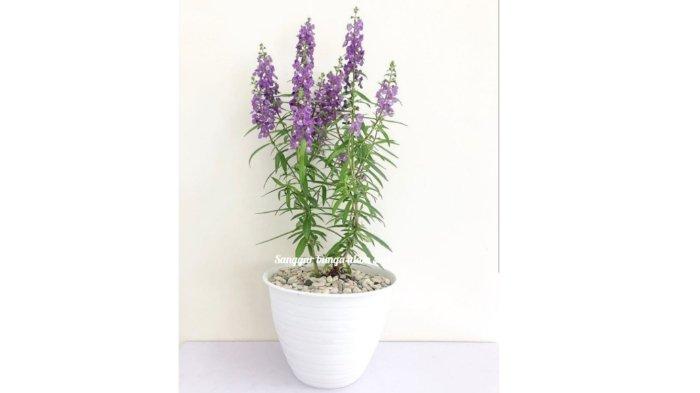Tanaman bunga lavender yang cocok ditaruh di dapur