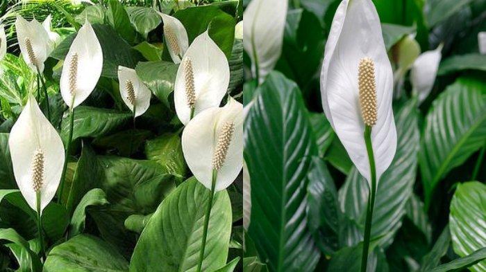 Tanaman hias peace lily sepatu filum