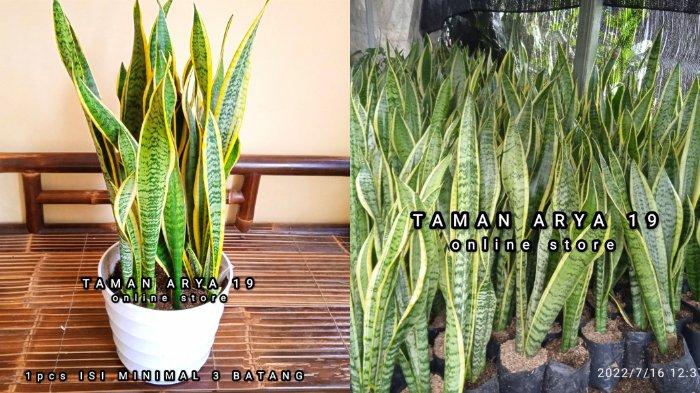 Tanaman hias sensivera / lidah mertua / pedang pedangan
