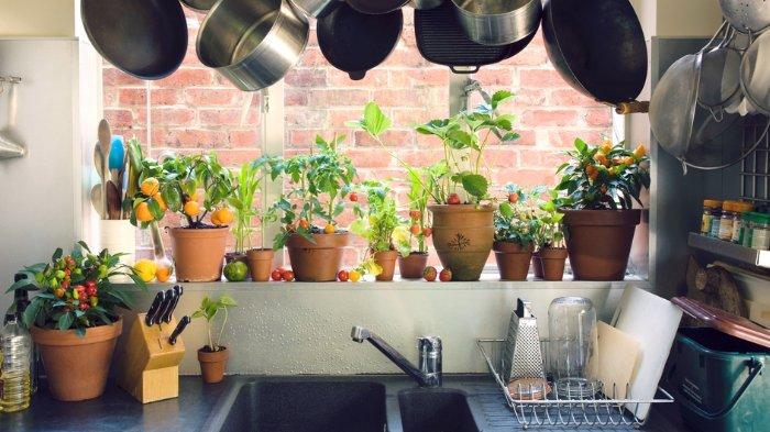 Tanaman hias yang cocok diletakkan di dapur