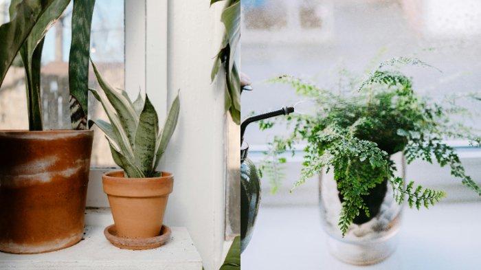 Ivy dan lidah mertua bisa digunakan untuk menyerap kelembaban udara