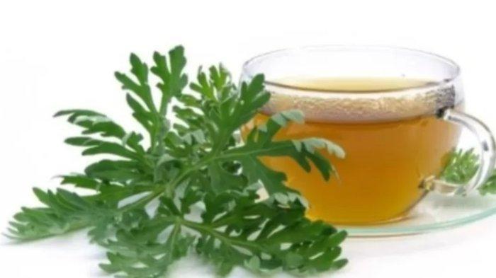 Teh kenikir kaya akan manfaat untuk kesehatan.