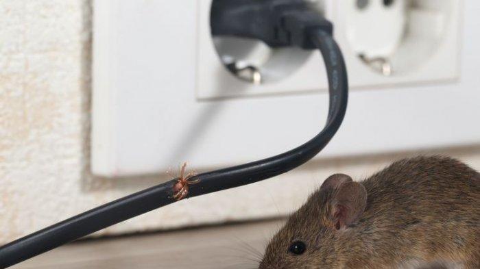 Ilustrasi tikus yang masuk ke dalam rumah.