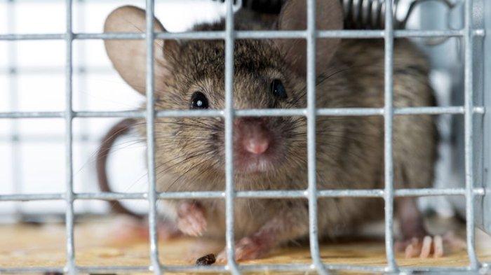 Untuk meminimalisir keberadaan tikus di rumah, kamu bisa pakai alat perangkap khusus yang aman dan praktis digunakan.