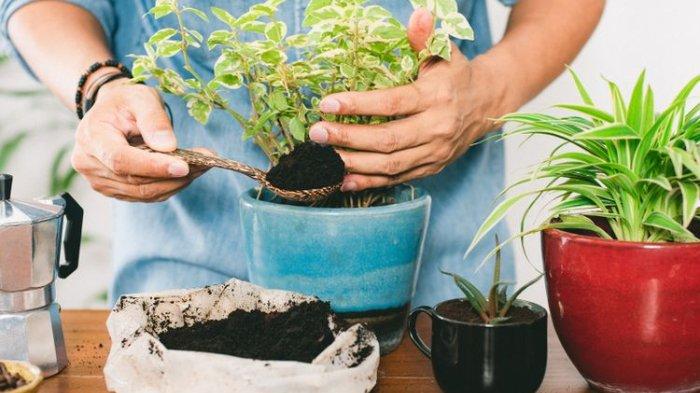 Untuk menyuburkan tanaman hias, kamu bisa memanfaatkan berbagai bahan alami sebagai pupuk.
