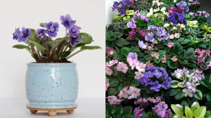 Tanaman Violces bunga ungu semu biru (african violets blue dragon)