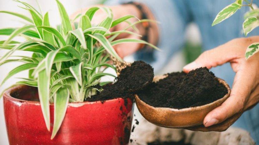 8 Sampah Dapur yang Bisa Menjadi Pupuk Tanaman dengan Pengaplikasian yang Mudah