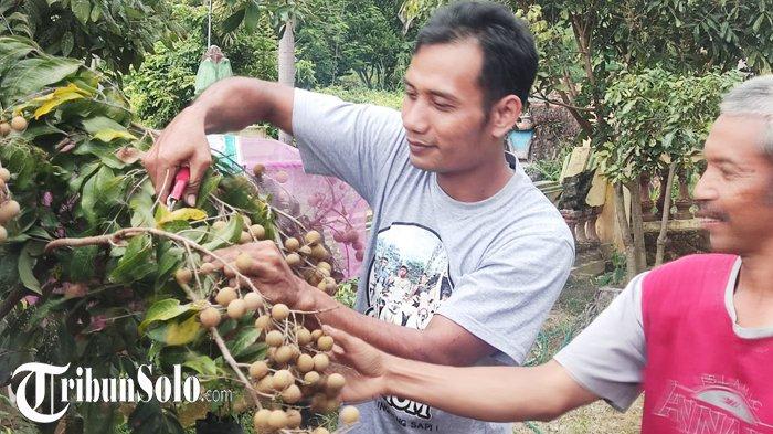 Supri dan Wiyono sedang menunjukkan pohon kelengkeng.