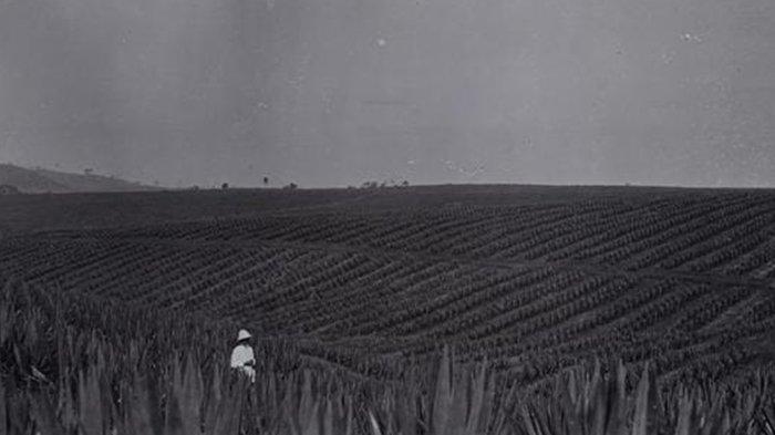 Aktivitas Onderneming Mento Toelakan di masa lampau.