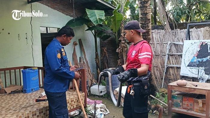 EVAKUASI KOBRA : Anggota Damkar Boyolali mengevakuasi ular kobra Jawa dari rumah warga di Dukuh Tempel, Desa Sobokerto, Kecamatan Ngemplak, Senin (7/4/2025). Proses evakuasi ular dari rumah Dalhari ini berlangsung dramatis hingga 1 jam.