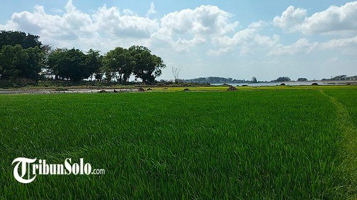 Ilustrasi sawah.