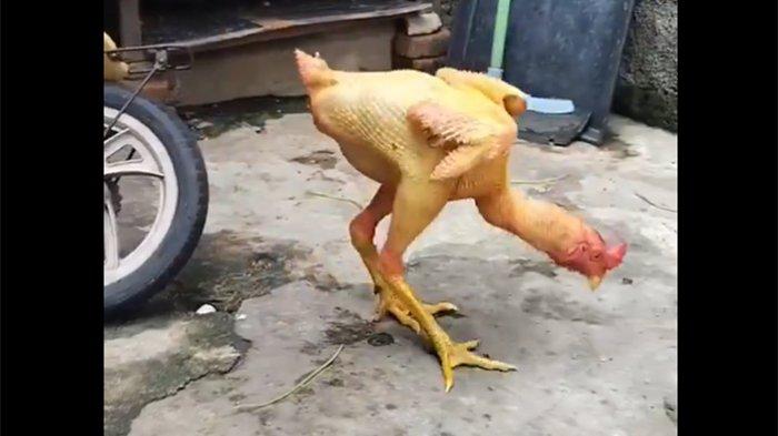 Tangkapan layar ayam gundul berjalan yang viral di X.