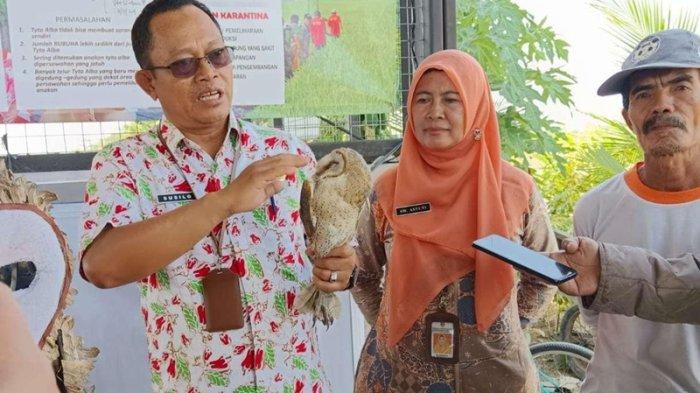 Kampung Klurahan Sukoharjo Jateng Jadi Lokasi Budidaya Burung Hantu, Berawal Dari Keresahan Petani Soal Hama Tikus