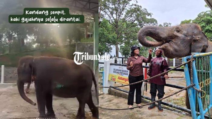 (Kiri) unggahan gajah dirantai dam (kanan) kondisi gajah di taman satwa Waduk Gajah Mungkur Wonogiri, Minggu (5/1/2025).