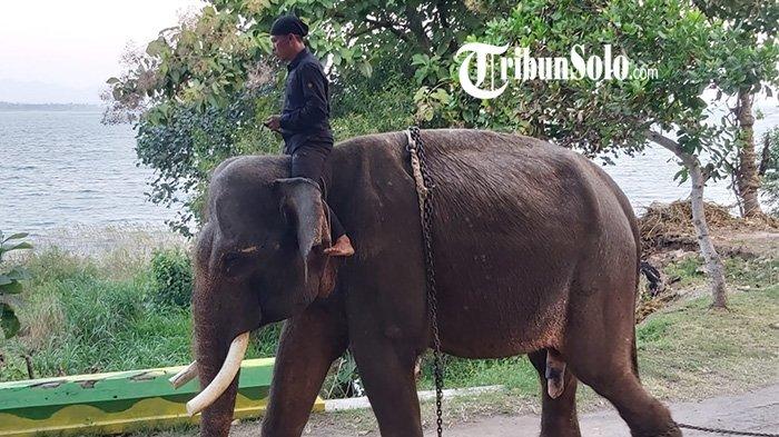 Gajah di taman satwa Waduk Gajah Mungkur Wonogiri.
