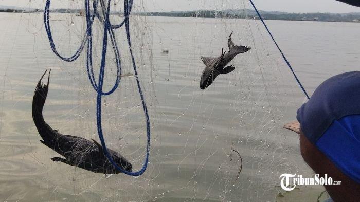 BIKIN RESAH - Ikan sapu-sapu tersangkut di jaring nelayan di Desa Gilirejo, Kecamatan Miri, Kabupaten Sragen, Jumat (20/6/2025). Nelayan di Desa Gilirejo, Kecamatan Miri, Kabupaten Sragen resah dengan meledaknya populasi ikan sapu-sapu di Waduk Kedung Ombo (WKO) akhir-akhir ini.