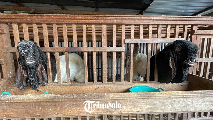 KAMBING ETAWA - Potret Kambing Etawa yang dijual sebagai hewan kurban. Di Desa Waru, Kecamatan Baki, Kabupaten Sukoharjo, Jawa Tengah harga kambing untuk kurban jenis etawa dijual dengan harga fantastik. Mulai harga Rp6 juta hingga Rp35 juta. 