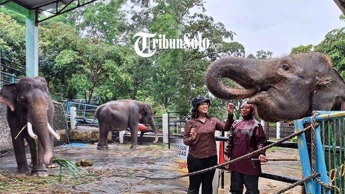 Kolase foto gajah di Taman Satwa Waduk Gajah Mungkur Wonogiri yang viral, Minggu (5/1/2025).