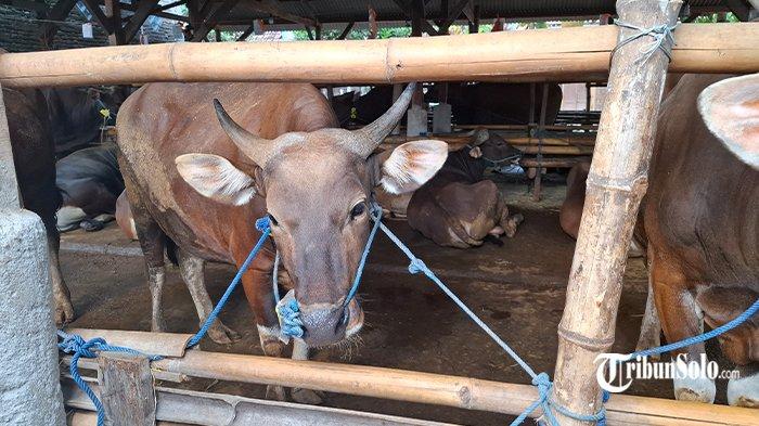 LARIS MANIS - Kondisi sapi kurban di kandang milik pedagang sapi di Desa Pengkok, Kecamatan Kedawung, Kabupaten Sragen. Jelang Hari Raya Idul Adha 2025, penjualan hewan kurban terutama sapi di Kabupaten Sragen laris manis.