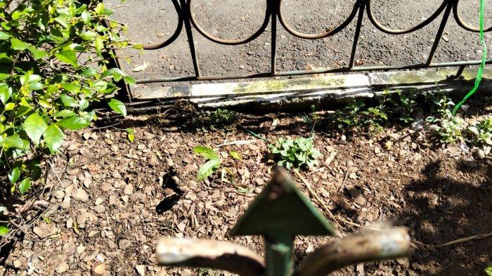 LOKASI PENGANIAYAAN KUCING : Pagar bergerigi berbentuk anak panak di pasar Ir Sukarno, Sukoharjo, difoto enin (3/3/2025). Di pagar inilah seekor kucing mati setelah seorang pedagang pakaian di Pasar Ir Soekarno berinisial S diduga melakukan penganiayaan pada Selasa, 26 Februari 2025 lalu.