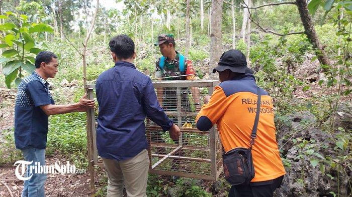 PEMASANGAN PERANGKAP KERA - Pemasangan perangkap kera di wilayah Kecamatan Giriwoyo, Wonogiri, Kamis (24/4/2025). Pemasangan ini setelah BPBD Wonogiri mendapatkan laporan adanya serangan kera ke pemukiman warga di sejumlah kecamatan.