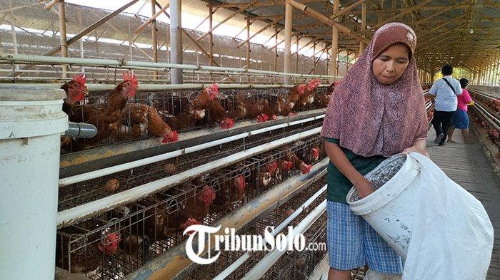 Cabai Rawit Tembus Rp120 Ribu, Wawako Pangkalpinang: Permintaan Tinggi, Pasokan Minim