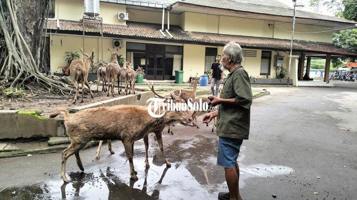 Seorang warga memberi pakan kepada rusa titipan Taman Balekambang yang ada di Taman Sriwedari, Jumat (24/2/2023).
